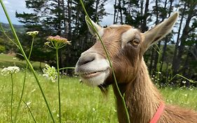 Pukeatua Farmstay